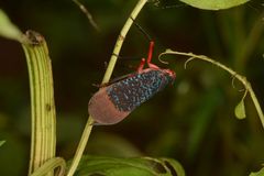 Kalidasa lanata