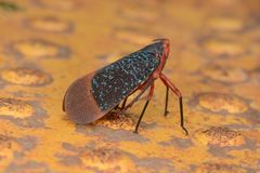Kalidasa lanata