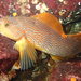 Kelp Greenling - Photo (c) Sara Thiebaud, some rights reserved (CC BY-NC), uploaded by Sara Thiebaud