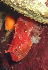 Artedius harringtoni