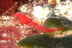 Artedius harringtoni