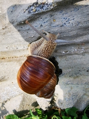 Helix pomatia