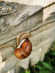 Helix pomatia
