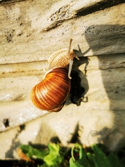 Helix pomatia