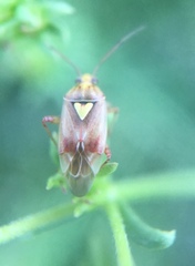 Lygus hesperus