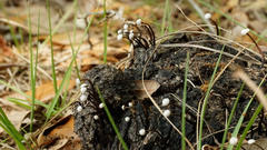 Poronia pileiformis