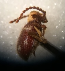 Ptinus bidens