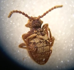 Ptinus bidens
