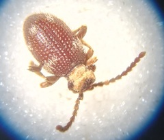 Ptinus bidens