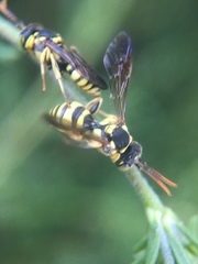 Nomada suavis
