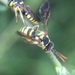 Suave Nomad Bee - Photo (c) Rebecca Marschall, some rights reserved (CC BY-NC), uploaded by Rebecca Marschall