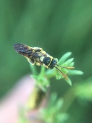 Nomada suavis