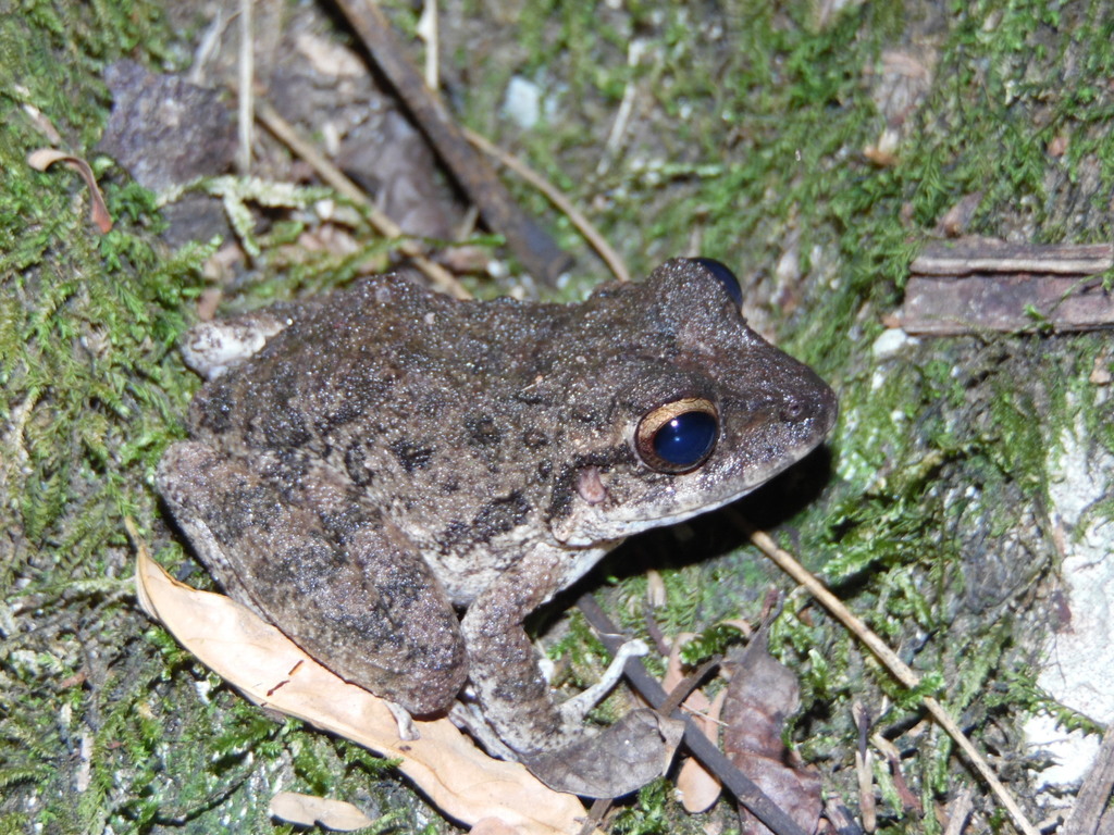 Palenque Robber Frog