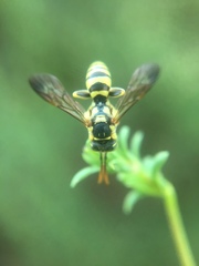 Nomada suavis