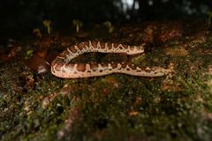 Eryx whitakeri