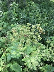 Tordylieae