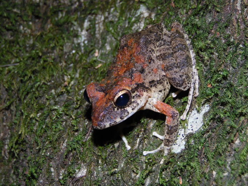 Palenque Robber Frog