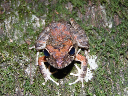 Palenque Robber Frog