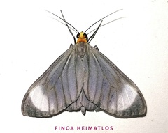 Crocypus perlucidaria