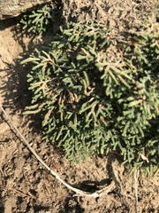 Selaginella sanguinolenta