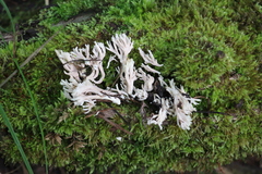 Lentaria dendroidea