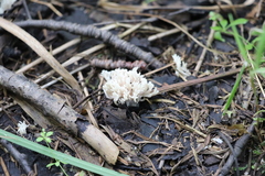 Lentaria dendroidea