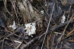 Lentaria dendroidea