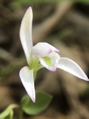 Triphora trianthophoros trianthophoros