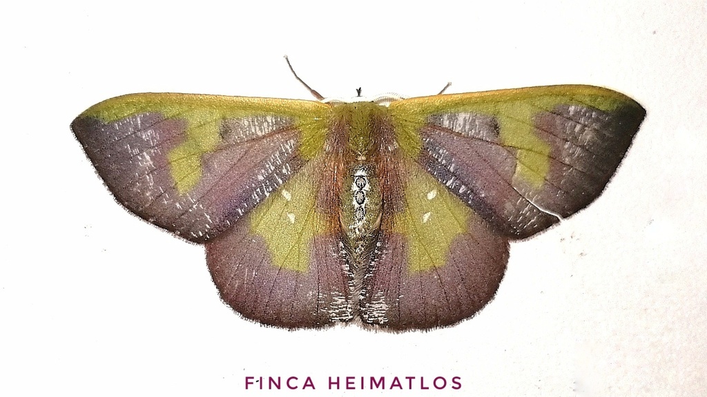 Oospila lilacina