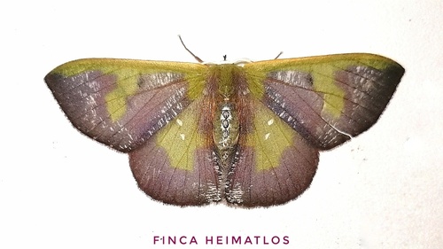 Oospila lilacina
