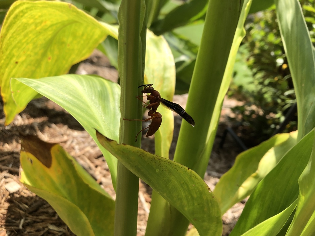 Wasp Base fuscatus-group Paper Wasps in August 2020 by oncidium_fan. Numerous ...