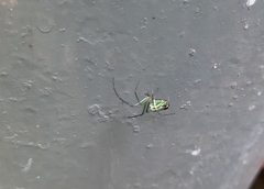 Leucauge argyrobapta