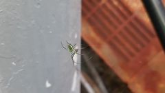 Leucauge argyrobapta