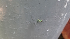 Leucauge argyrobapta