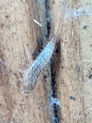 Ctenolepisma lineatum