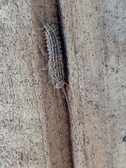 Ctenolepisma lineatum
