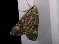 Anaplectoides prasina