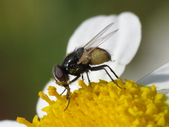 Musca vitripennis
