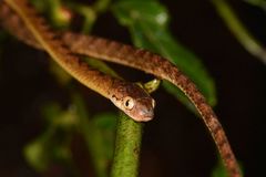 Boiga