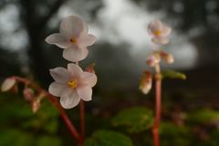 Begonia crenata