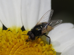 Musca vitripennis