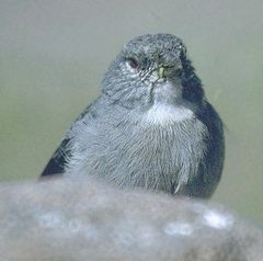 Idiopsar erythronotus