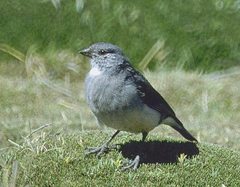 Idiopsar erythronotus