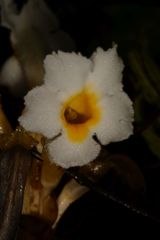 Christisonia calcarata