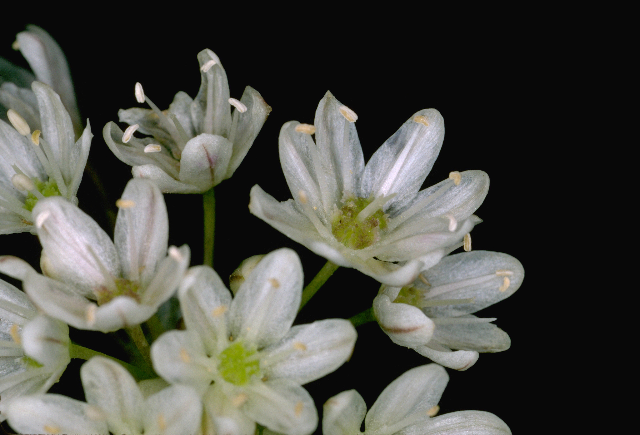 Allium tuolumnense