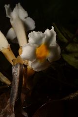 Christisonia calcarata