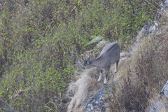 Chinese Goral photo 3