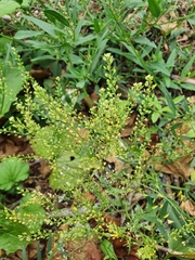 Lepidium ruderale