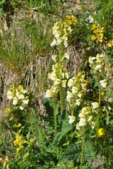 Pedicularis tuberosa