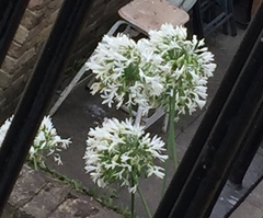 Allium giganteum
